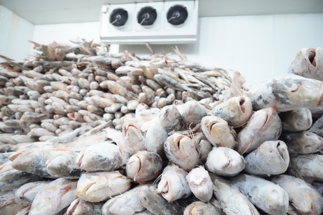 Pentingnya Cold Storage untuk Menjaga Kualita